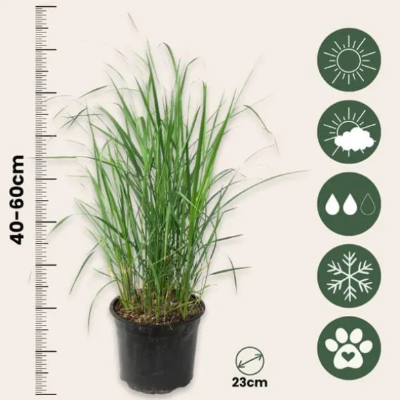 Sandrør - Calamagrostis 'Karl Foerster' - Højde 40-60cm - ⌀23cm