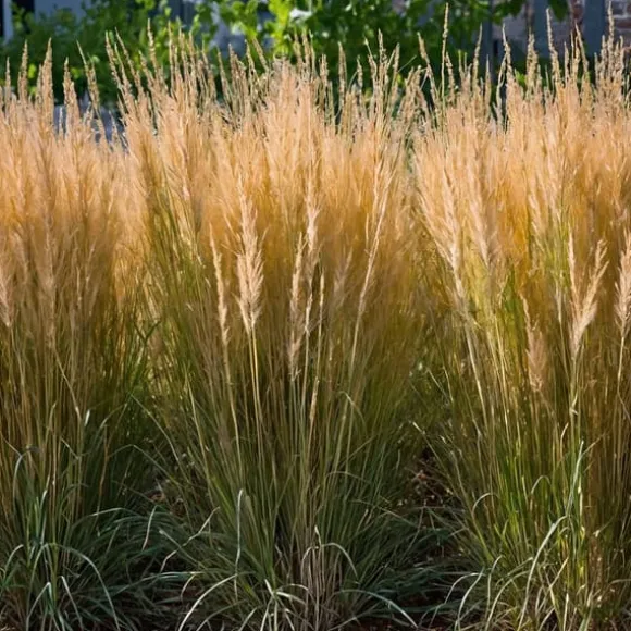 Sandrør - Calamagrostis 'Karl Foerster' - Højde 40-60cm - ⌀23cm