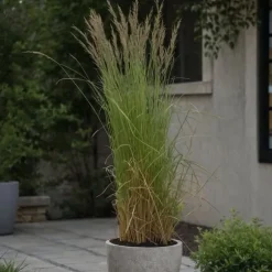 Sandrør - Sæt 2 - Calamagrostis acutiflora x 'Overdam' - Højde 20-30cm - ⌀23cm
