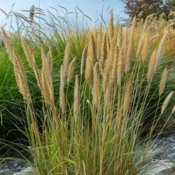 Sandrør - Sæt 2 - Calamagrostis acutiflora x 'Overdam' - Højde 20-30cm - ⌀23cm