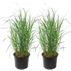 Sandrør - Sæt med 2 - Calamagrostis 'Karl Foerster' - Højde 40-60cm - ⌀23cm