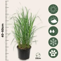 Sandrør - Sæt med 2 - Calamagrostis 'Karl Foerster' - Højde 40-60cm - ⌀23cm