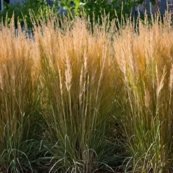Sandrør - Sæt med 2 - Calamagrostis 'Karl Foerster' - Højde 40-60cm - ⌀23cm