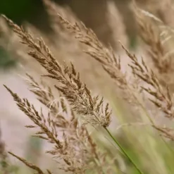 Sandrør - Sæt med 2 - Calamagrostis 'Karl Foerster' - Højde 40-60cm - ⌀23cm