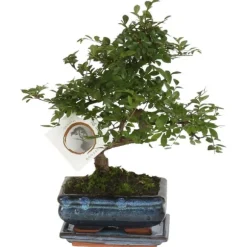 S-formet bonsai - Zelkova serrata - Højde 20-25cm - ⌀15cm