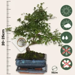 S-formet bonsai - Zelkova serrata - Højde 20-25cm - ⌀15cm
