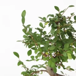 S-formet bonsai - Zelkova serrata - Højde 20-25cm - ⌀15cm