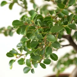 S-formet bonsai - Zelkova serrata - Højde 20-25cm - ⌀15cm