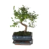 S-formet bonsai - Zelkova serrata - Højde 20-30cm - ⌀20cm
