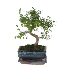 S-formet bonsai - Zelkova serrata - Højde 20-30cm - ⌀20cm