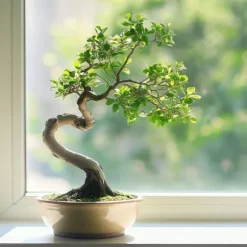 S-formet bonsai - Zelkova serrata - Højde 20-30cm - ⌀20cm