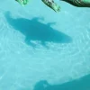 Shopping : The Official Body CD (2018)