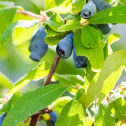 Sibirisk blåbær - Sæt med 3 - Lonicera kamtchatica - Højde 25-40cm - ⌀9cm