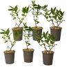 Sibirisk blåbær - Sæt med 6 - Lonicera kamtchatica - Højde 25-40cm - ⌀9cm