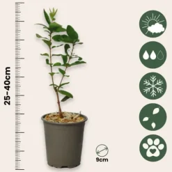 Sibirisk blåbær - Sæt med 6 - Lonicera kamtchatica - Højde 25-40cm - ⌀9cm