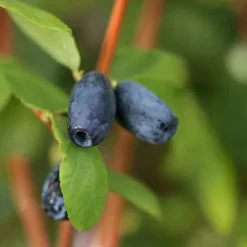 Sibirisk blåbær - Sæt med 6 - Lonicera kamtchatica - Højde 25-40cm - ⌀9cm