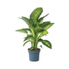 Sigøjnerblad - Dieffenbachia 'Tropic' - Højde 70-80cm - ⌀24cm