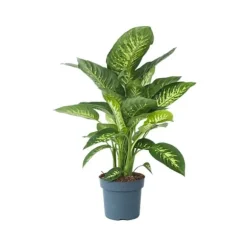 Sigøjnerblad - Dieffenbachia 'Tropic' - Højde 70-80cm - ⌀24cm