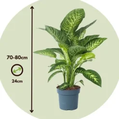 Sigøjnerblad - Dieffenbachia 'Tropic' - Højde 70-80cm - ⌀24cm