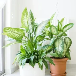 Sigøjnerblad - Dieffenbachia 'Tropic' - Højde 70-80cm - ⌀24cm