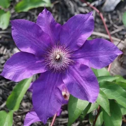 Skovranke - 2 stk. - Clematis 'The President' - Højde 100-120cm - ⌀17cm