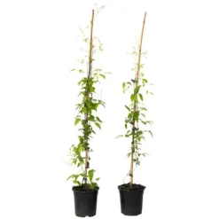 Skovranke - 2 stk. - Clematis 'Hagley Hybrid' - Højde 100-120cm - ⌀17cm