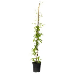 Skovranke - Clematis 'Hagley Hybrid' - Højde 100-120cm - ⌀17cm