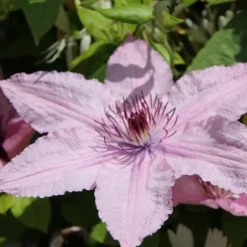 Skovranke - Clematis 'Hagley Hybrid' - Højde 100-120cm - ⌀17cm