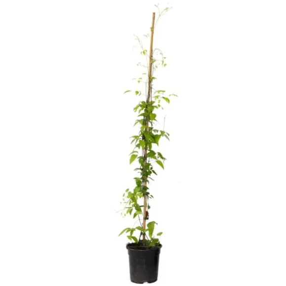Skovranke - Clematis 'The President' - Højde 100-120cm - ⌀17cm
