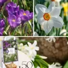 Skyggehaveboks - 50 blomsterløg til skygge og halvskygge