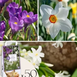 Skyggehaveboks - 50 blomsterløg til skygge og halvskygge