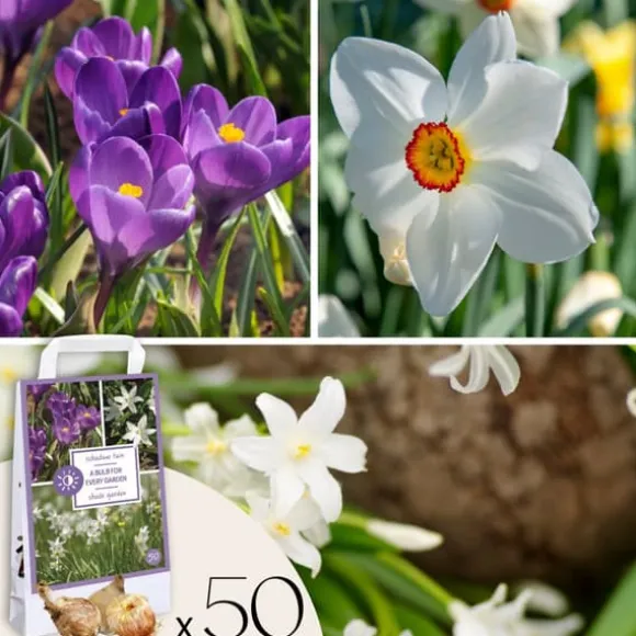 Skyggehaveboks - 50 blomsterløg til skygge og halvskygge