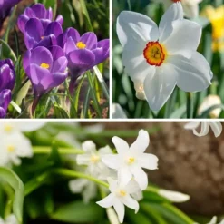 Skyggehaveboks - 50 blomsterløg til skygge og halvskygge