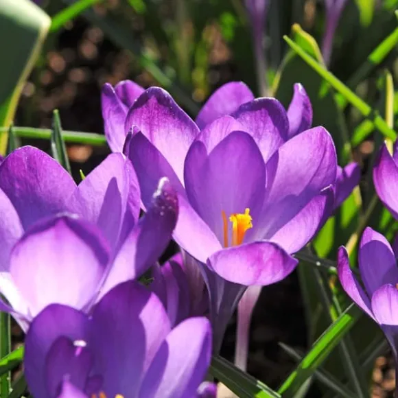 Skyggehaveboks - 50 blomsterløg til skygge og halvskygge