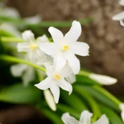 Skyggehaveboks - 50 blomsterløg til skygge og halvskygge