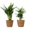 Små Dypsis og Chamaedorea - Mix af 2 med kurv - Højde 25-40cm - ⌀12cm