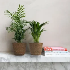 Små Dypsis og Chamaedorea - Mix af 2 med kurv - Højde 25-40cm - ⌀12cm