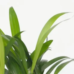 Små Dypsis og Chamaedorea - Mix af 2 med kurv - Højde 25-40cm - ⌀12cm