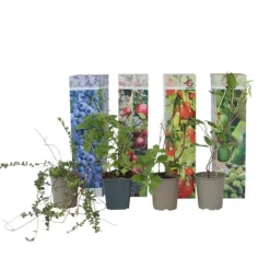 Smoothie frugtplanter mix - Sæt med 4 - Højde 25-40cm - ⌀9cm