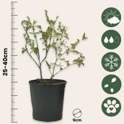 Smoothie frugtplanter mix - Sæt med 4 - Højde 25-40cm - ⌀9cm