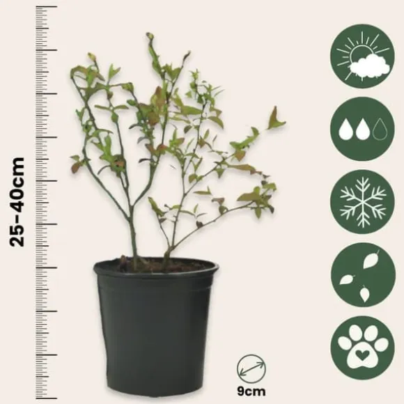 Smoothie frugtplanter mix - Sæt med 4 - Højde 25-40cm - ⌀9cm