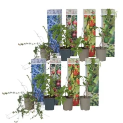 Smoothie frugtplanter mix - Sæt med 8 - Højde 25-40cm - ⌀9cm