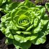 Smørhovedsalat MAY QUEEN 1,2 g. PlantiCo frø