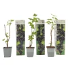 Solbær - 3 stk - Ribes Nigrum - Højde 25-40cm - ⌀9cm