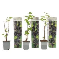 Solbær - 3 stk - Ribes Nigrum - Højde 25-40cm - ⌀9cm