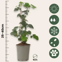 Solbær - 3 stk - Ribes Nigrum - Højde 25-40cm - ⌀9cm