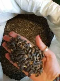 SOLSIKKEFODER TIL FUGLE 20 kg