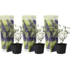 Sommerfuglebusk - Sæt 3 - Buddleja davidii 'Nanho Blue' - Højde 25-40cm - ⌀9cm