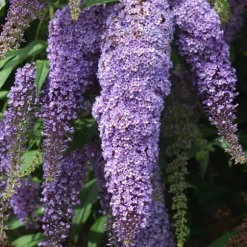 Sommerfuglebusk - Sæt 3 - Buddleja davidii 'Nanho Blue' - Højde 25-40cm - ⌀9cm