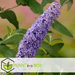 Sommerfuglebusk - Sæt 3 - Buddleja davidii 'Nanho Blue' - Højde 25-40cm - ⌀9cm